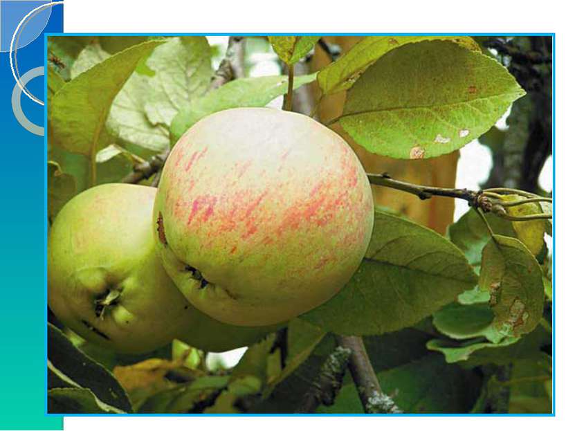 6) Решение задачи. Росли в Кощеевом саду золотые и серебряные яблоки. Всего 2...