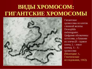 ВИДЫ ХРОМОСОМ: ГИГАНТСКИЕ ХРОМОСОМЫ Гигантские хромосомы из клеток слюнной же...
