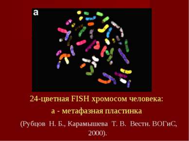 24-цветная FISH хромосом человека: a - метафазная пластинка (Рубцов  Н. Б., К...