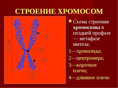 СТРОЕНИЕ ХРОМОСОМ Схема строения хромосомы в поздней профазе — метафазе митоз...