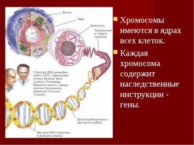 Хромосомы имеются в ядрах всех клеток. Каждая хромосома содержит наследственн...