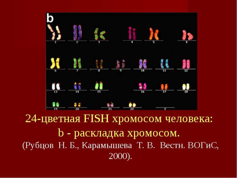 24-цветная FISH хромосом человека: b - pаскладка хромосом. (Рубцов  Н. Б., Ка...