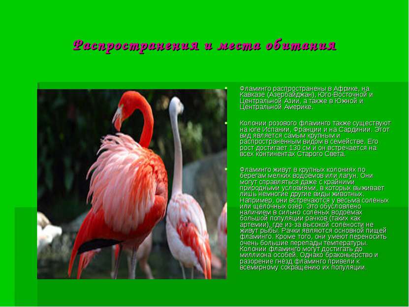 Распространения и места обитания Фламинго распространены в Африке, на Кавказе...