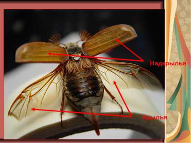 Надкрылья Крылья