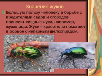 Значение жуков Большую пользу человеку в борьбе с вредителями садов и огородо...