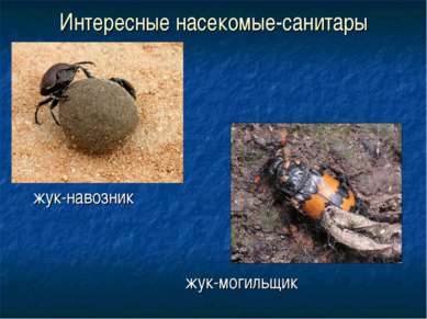 Интересные насекомые-санитары жук-навозник жук-могильщик