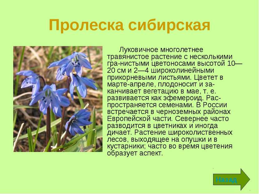 Пролеска сибирская Луковичное многолетнее травянистое растение с несколькими ...