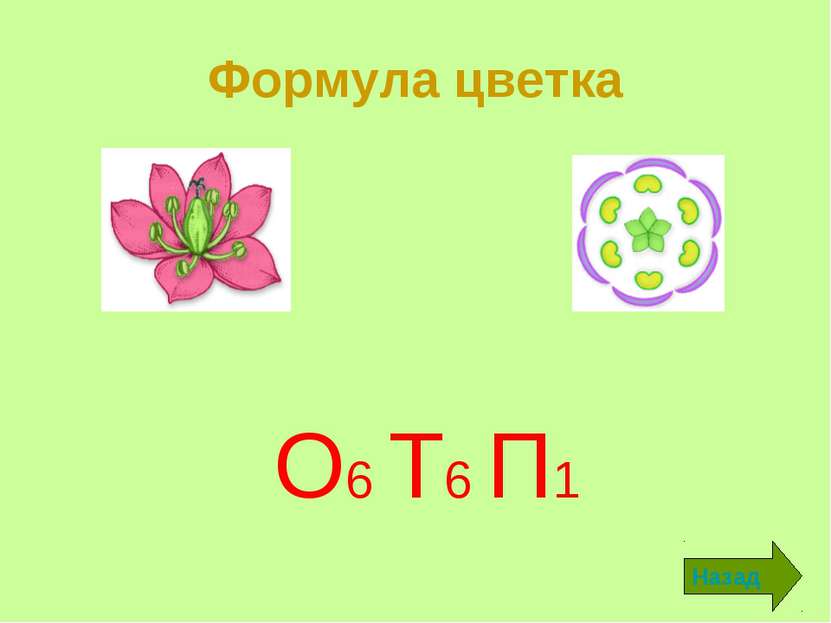 Формула цветка О6 Т6 П1 Назад