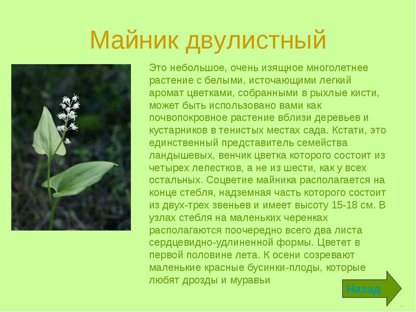 Майник двулистный Это небольшое, очень изящное многолетнее растение с белыми,...
