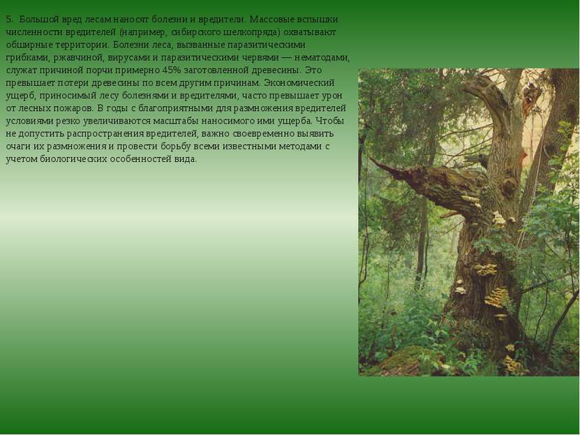 5.  Большой вред лесам наносят болезни и вредители. Массовые вспышки численно...