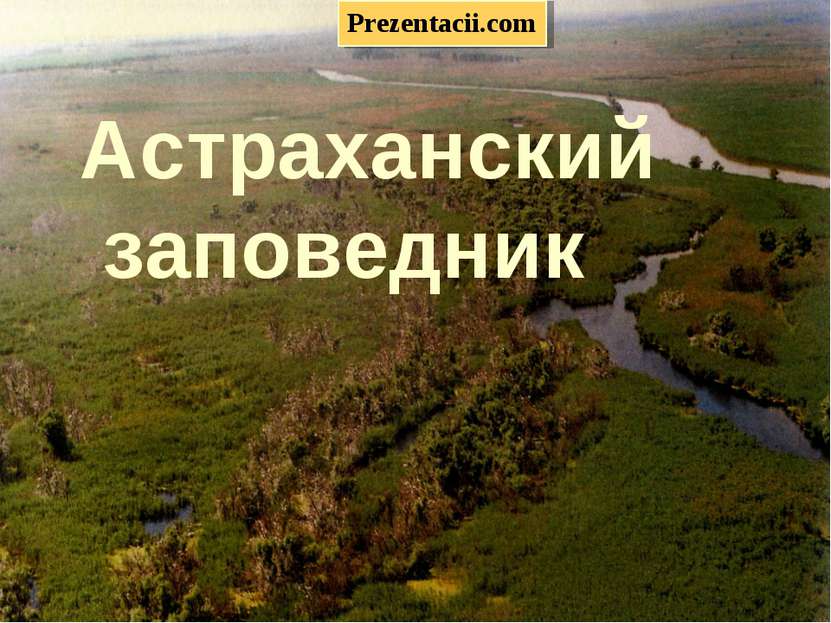 «Астраханский заповедник» Астраханский заповедник Prezentacii.com