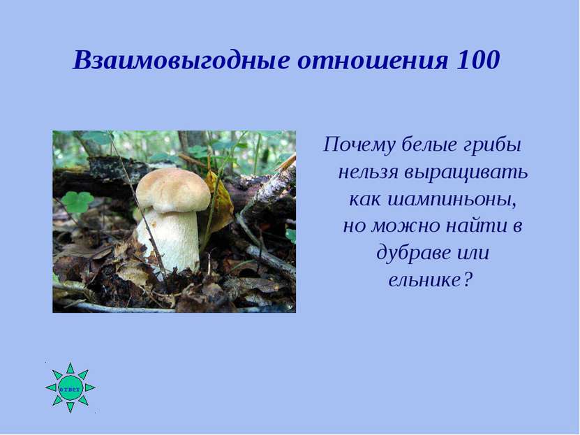 Взаимовыгодные отношения 100 Почему белые грибы нельзя выращивать как шампинь...