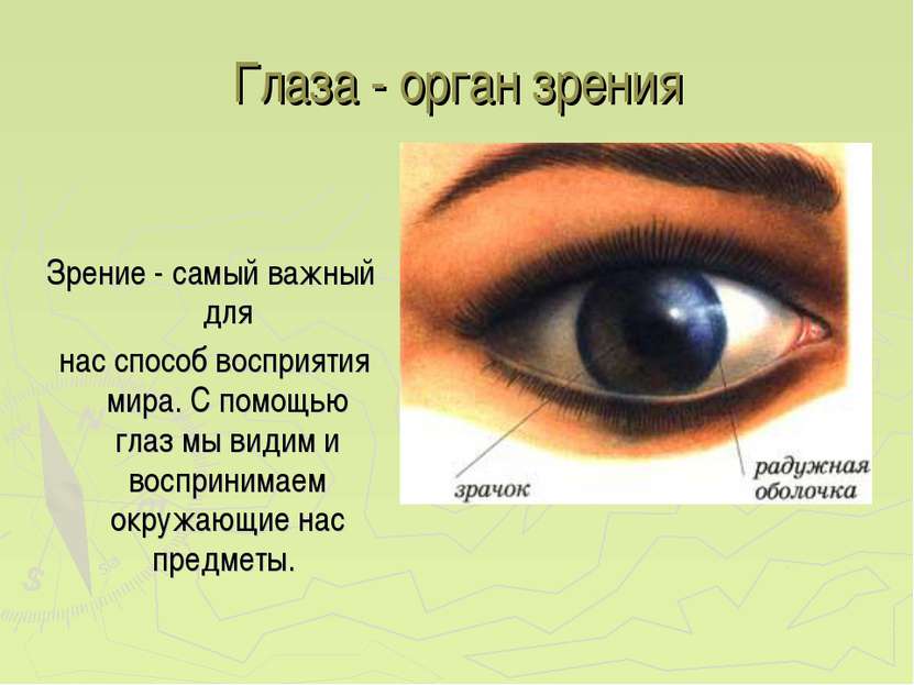 Глаза - орган зрения Зрение - самый важный для нас способ восприятия мира. С ...