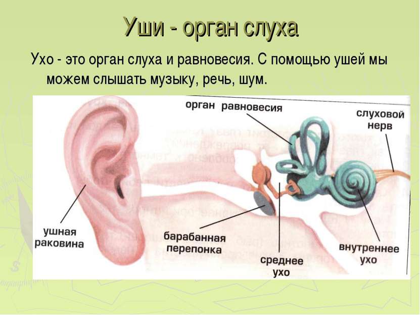 Уши - орган слуха Ухо - это орган слуха и равновесия. С помощью ушей мы можем...