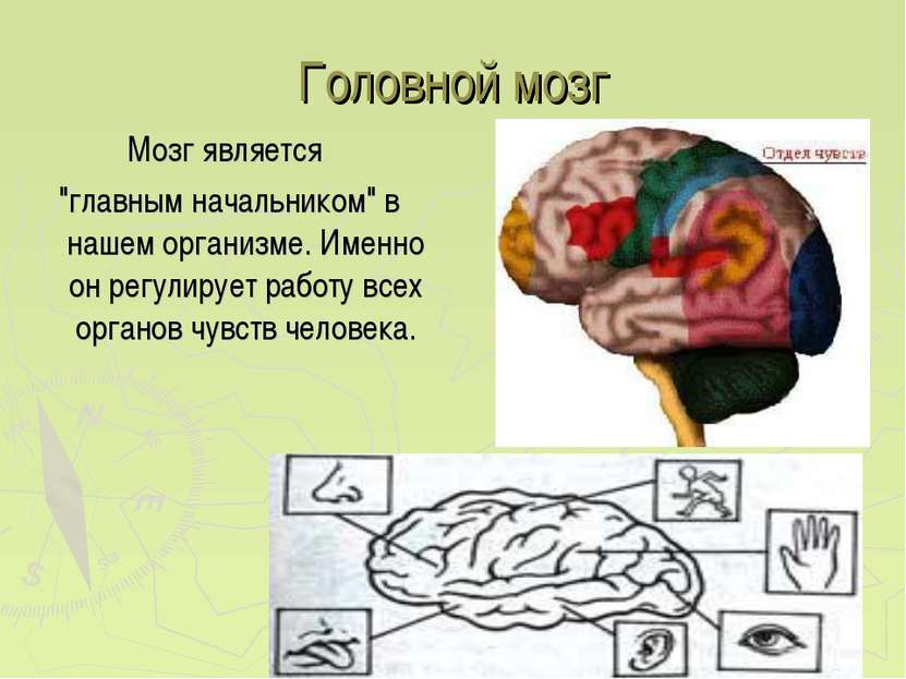 Головной мозг Мозг является "главным начальником" в нашем организме. Именно о...