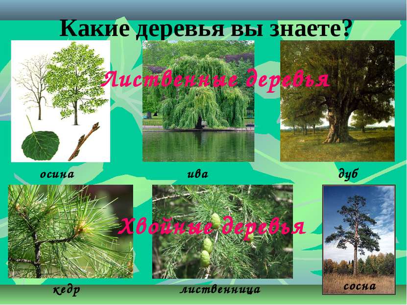 Какие деревья вы знаете? осина ива дуб кедр лиственница сосна Лиственные дере...