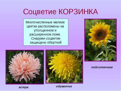 Соцветие КОРЗИНКА Многочисленные мелкие цветки расположены на утолщенном и ра...