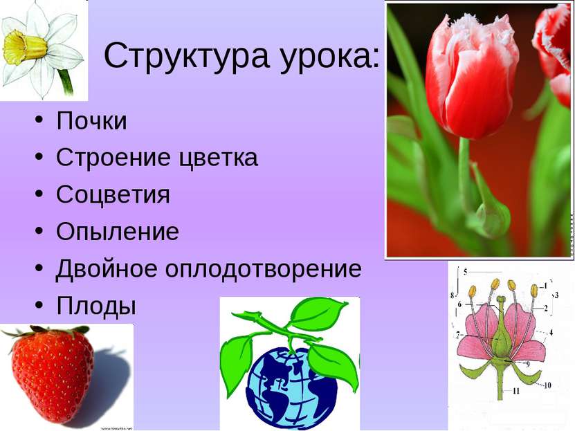 Структура урока: Почки Строение цветка Соцветия Опыление Двойное оплодотворен...