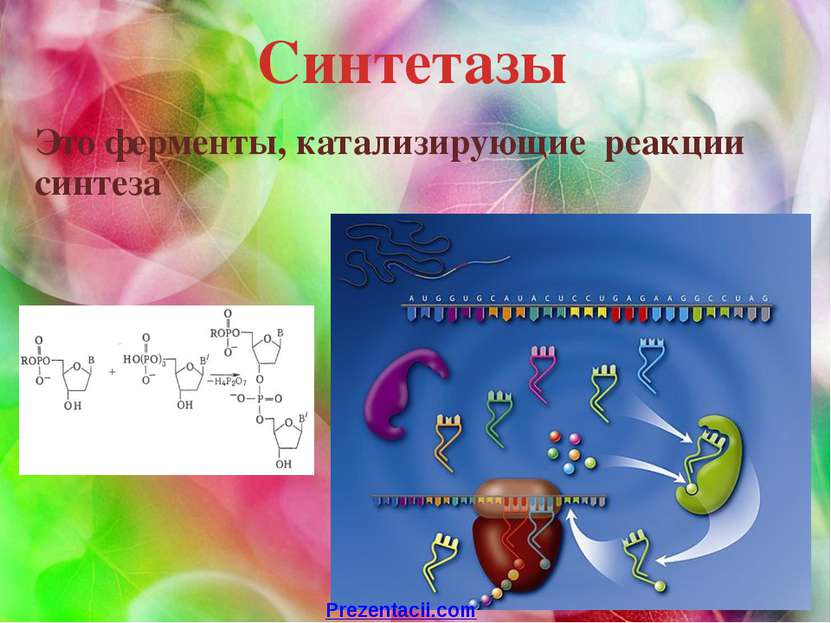 Синтетазы Это ферменты, катализирующие реакции синтеза Prezentacii.com