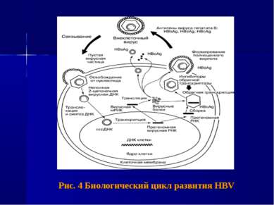 Рис. 4 Биологический цикл развития HBV