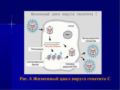 Рис. 6 Жизненный цикл вируса гепатита С