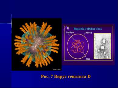 Рис. 7 Вирус гепатита D
