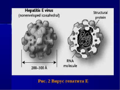 Рис. 2 Вирус гепатита E