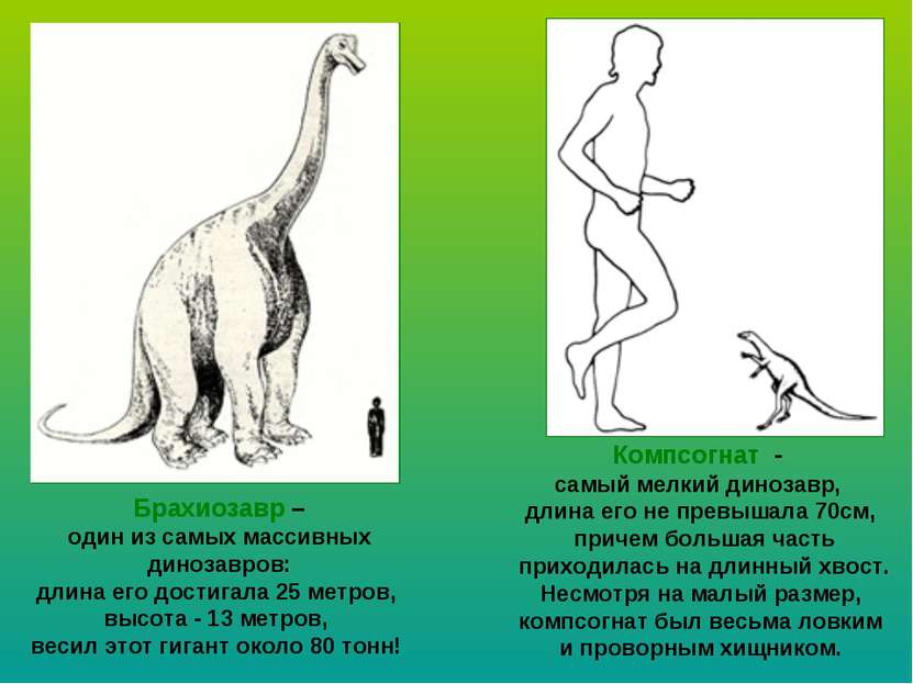 Брахиозавр – один из самых массивных динозавров: длина его достигала 25 метро...