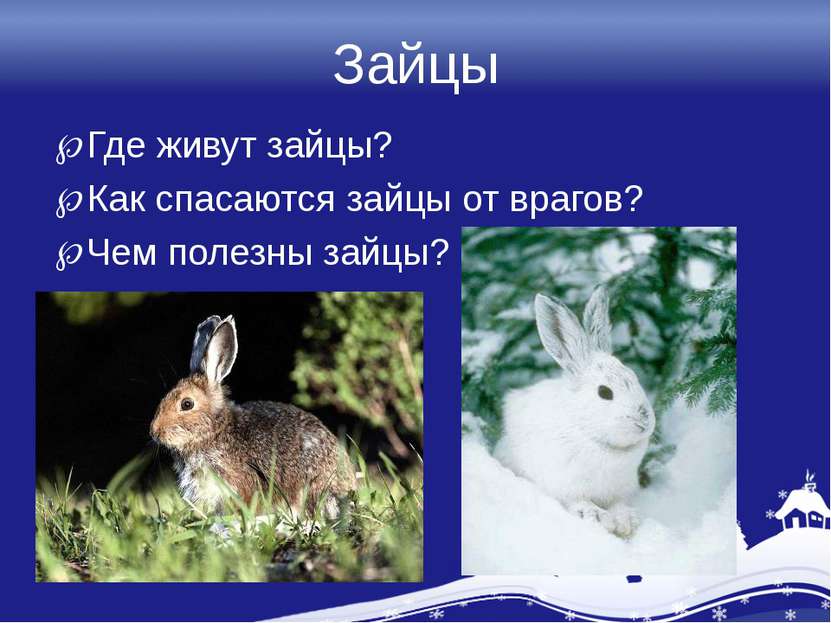 Зайцы Где живут зайцы? Как спасаются зайцы от врагов? Чем полезны зайцы?