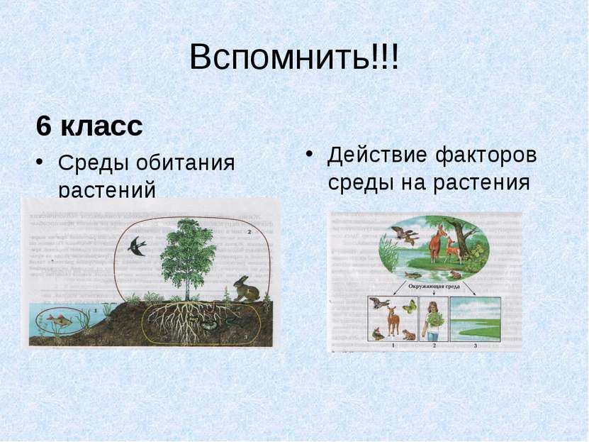 Вспомнить!!! 6 класс Среды обитания растений Действие факторов среды на растения