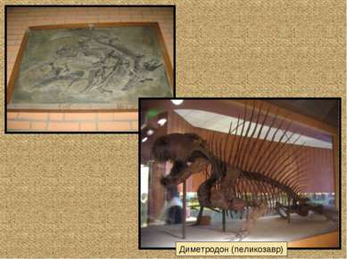 Диметродон (пеликозавр)