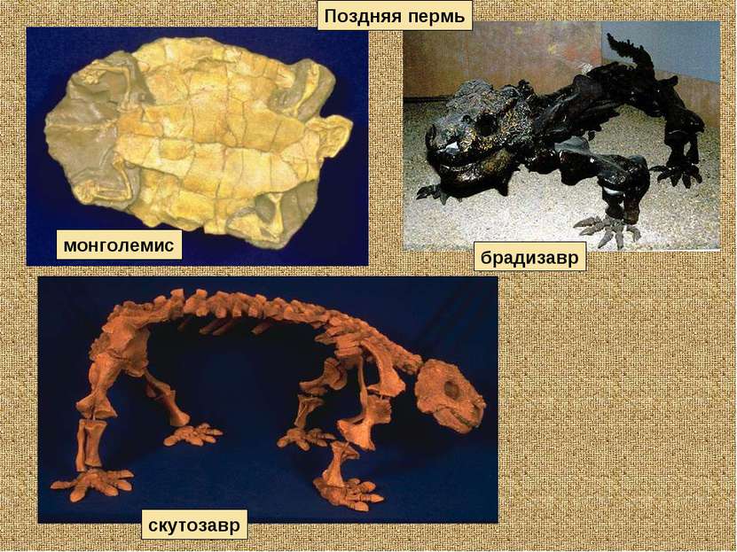 скутозавр брадизавр Поздняя пермь монголемис