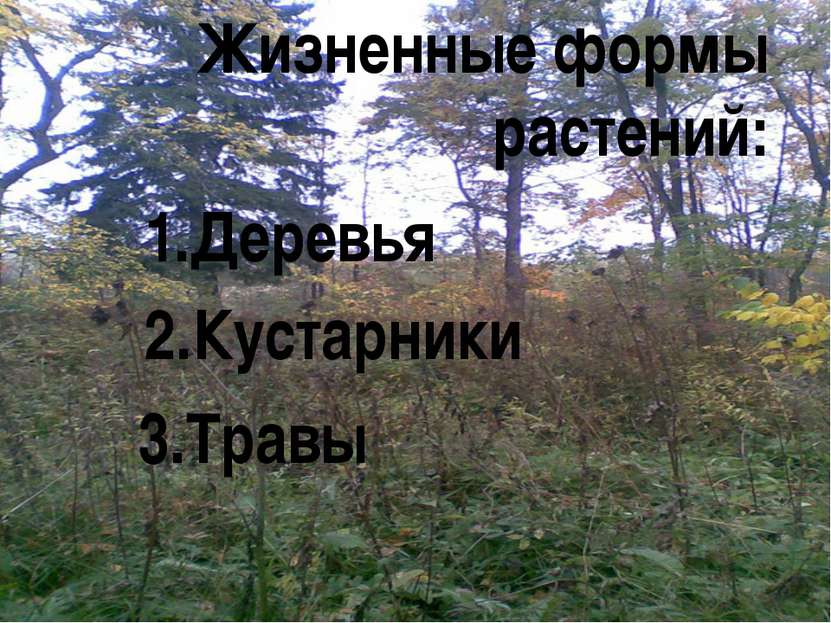 Жизненные формы растений: 1.Деревья 2.Кустарники 3.Травы