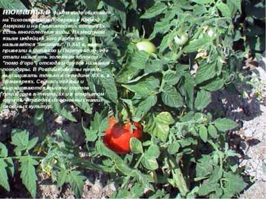 томаты в диком виде обитают на Тихоокеанском побережье Южной Америки и на Гал...