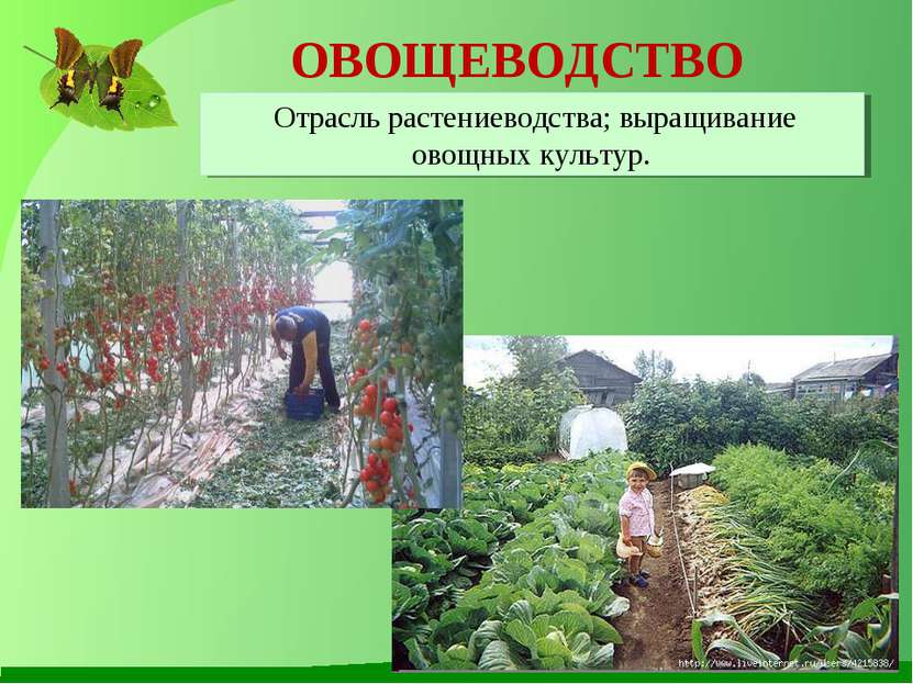 ОВОЩЕВОДСТВО Отрасль растениеводства; выращивание овощных культур.