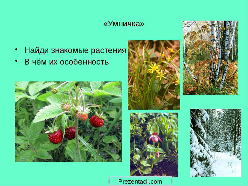 «Умничка» Найди знакомые растения В чём их особенность Prezentacii.com