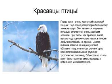 Красавцы птицы! Птица орел - очень известный крылатый хищник. Род орлов распр...