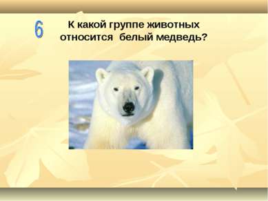 К какой группе животных относится белый медведь?