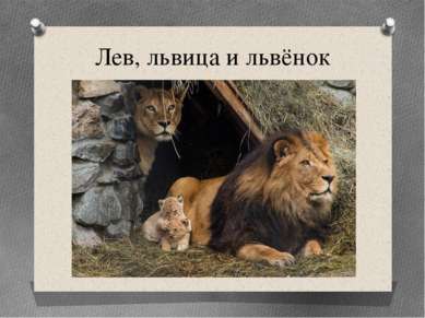 Лев, львица и львёнок