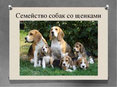 Семейство собак со щенками