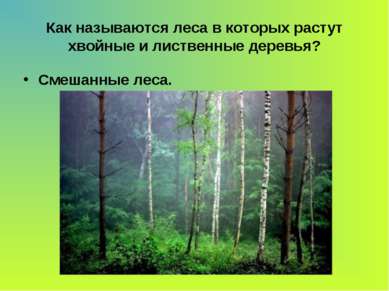 Как называются леса в которых растут хвойные и лиственные деревья? Смешанные ...