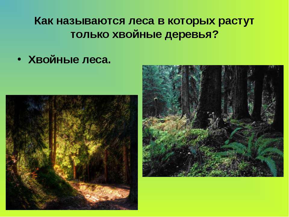 Рассказ жизнь леса