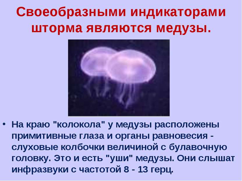 Своеобразными индикаторами шторма являются медузы. На краю "колокола" у медуз...