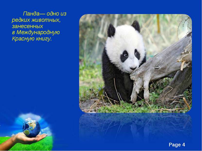 Панда— одно из редких животных, занесенных в Международную Красную книгу. Fre...