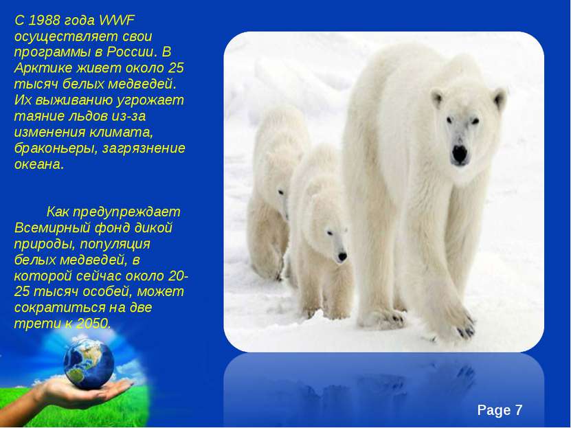 С 1988 года WWF осуществляет свои программы в России. В Арктике живет около 2...