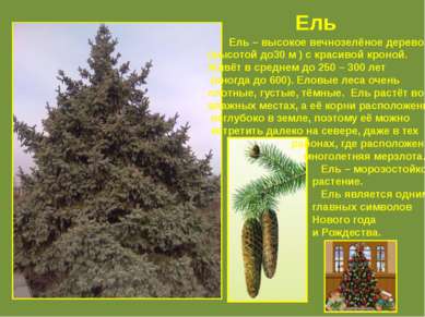 Ель Ель – высокое вечнозелёное дерево (высотой до30 м ) с красивой кроной. Жи...
