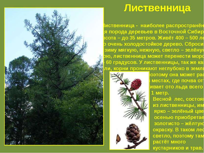 Лиственница - наиболее распространён – ная порода деревьев в Восточной Сибири...