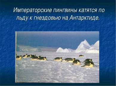 Императорские пингвины катятся по льду к гнездовью на Антарктиде.