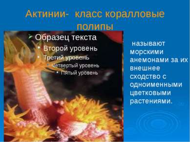 Актинии- класс коралловые полипы называют морскими анемонами за их внешнее сх...
