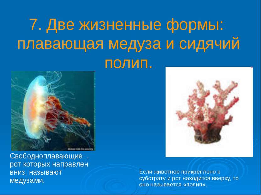 7. Две жизненные формы: плавающая медуза и сидячий полип. Свободноплавающие ,...